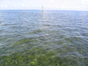 seagrass.gif
