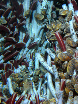 tubeworms.jpg